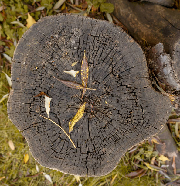 istock Stump from a sawn tree, strewn with autumn yellow foliage 1180720741