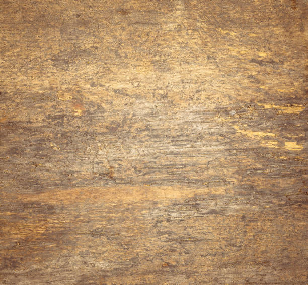 istock texture of bark wood use as natural background 1180723129