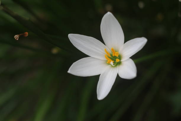 istock types of white flowers beautiful photo 1180725152