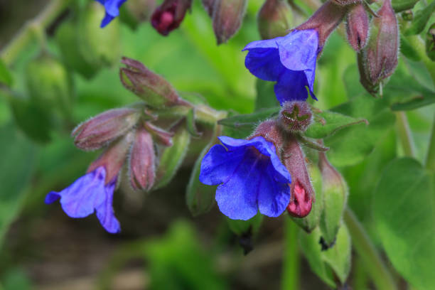 Pulmonaria Pulmonaria - Photo