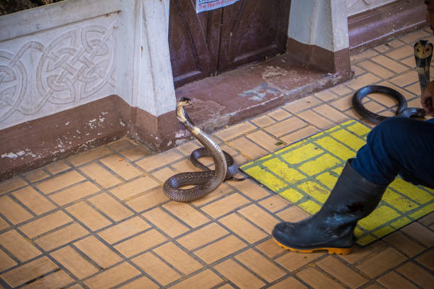 Snake Handling Demonstration Fighting with 2 cobra,Bangkok Thailand.