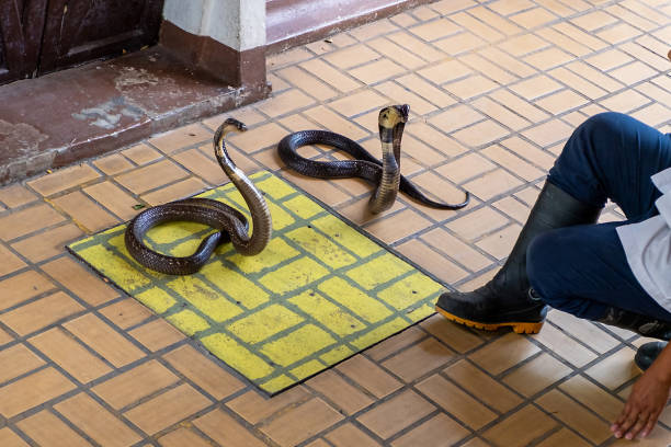 istock Snake Handling Demonstration Fighting with 2 cobra,Bangkok Thailand. 1180725488