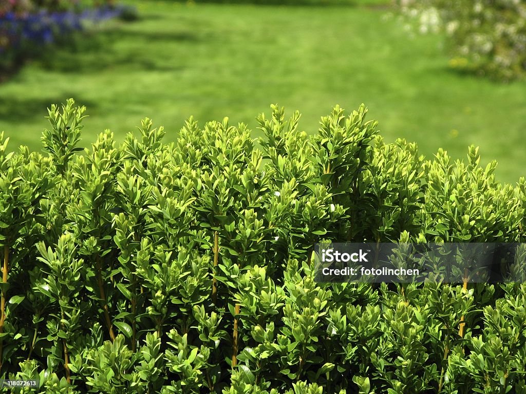 Box Hecke - Lizenzfrei Blatt - Pflanzenbestandteile Stock-Foto