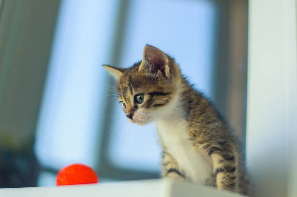 istock a kitten with a white breast sits on a white windowsill near a red ball 1180726470