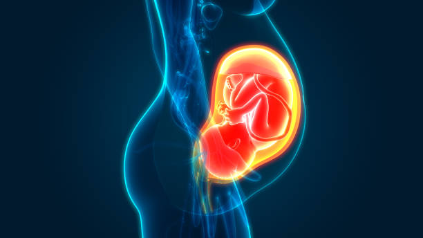 istock Fetus (Baby) in Womb Anatomy 1180727364