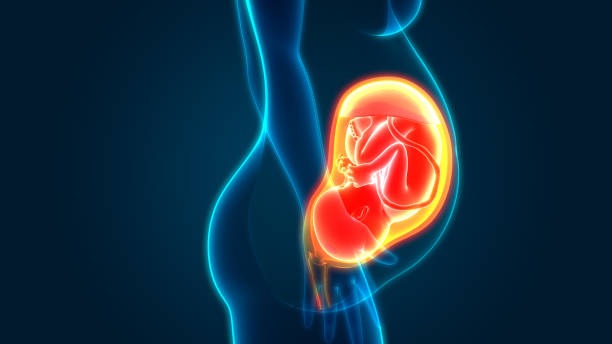istock Fetus (Baby) in Womb Anatomy 1180727372