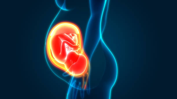 istock Fetus (Baby) in Womb Anatomy 1180727436