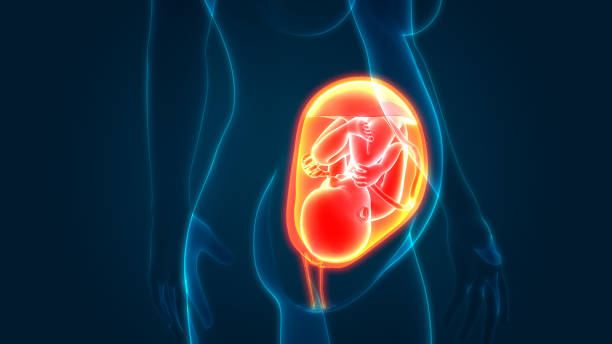 istock Fetus (Baby) in Womb Anatomy 1180727572