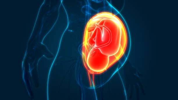 istock Fetus (Baby) in Womb Anatomy 1180727600