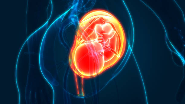 istock Fetus (Baby) in Womb Anatomy 1180727608