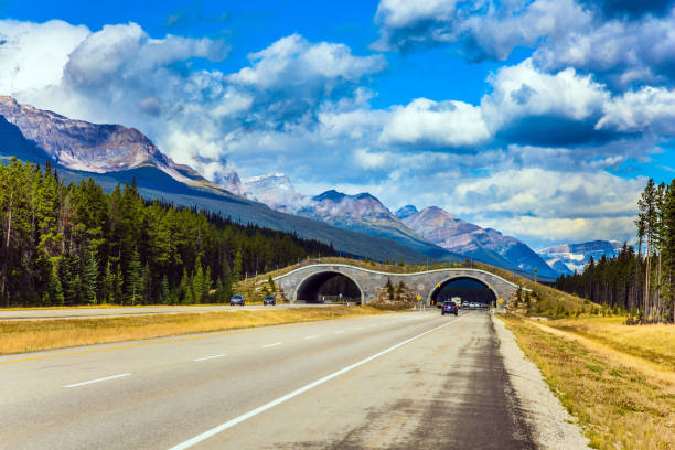 istock Bridge - crossing for animals across the road 1180728864