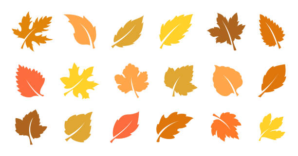 ilustraciones, imágenes clip art, dibujos animados e iconos de stock de conjunto de hojas de otoño - otoño