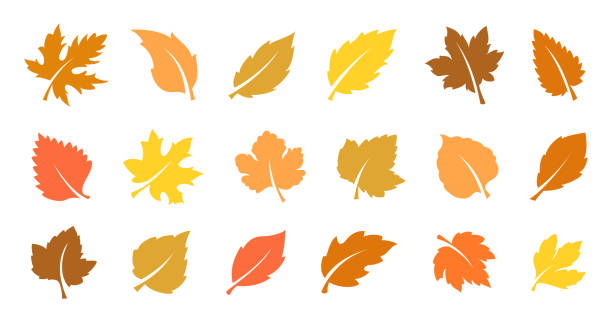 набор осенних листьев - oak leaf leaf maple leaf autumn stock illustrations