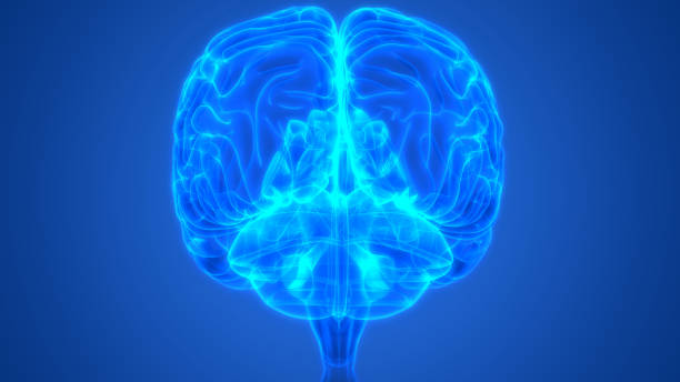 istock Central Organ of Human Nervous System Brain Anatomy 1180729021