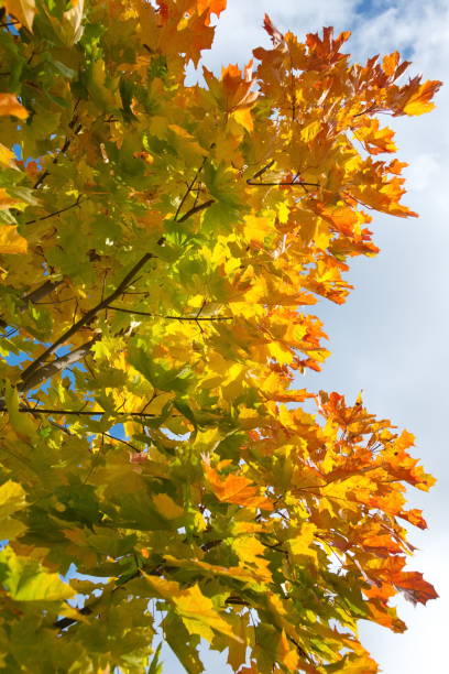 istock autumn leaf in the park 1180729808