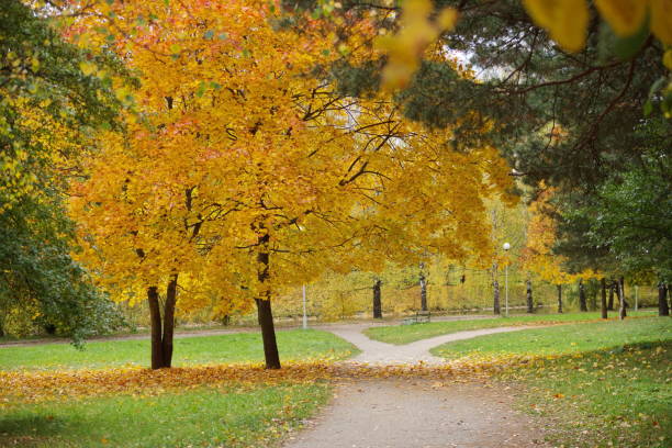 istock autumn leaf in the park 1180729981