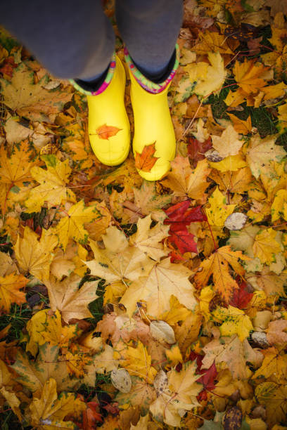 istock Yellow rubber boots on yellow fallen maple leaves. 1180730210