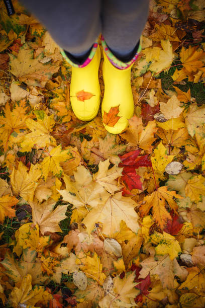 istock Yellow rubber boots on yellow fallen maple leaves. 1180730247