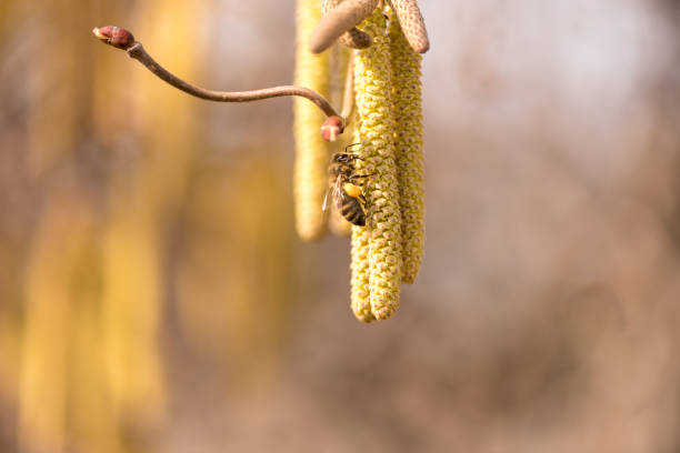 Blooming haselnut tree
