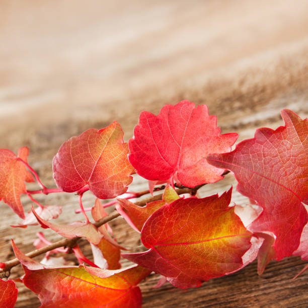 istock Autumn leaves and wooden background 1180730949