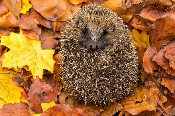 istock Hedgehog, native, wild, European hedgehog in colourful Autumn leaves, facing forward.  Horizontal. 1180732834