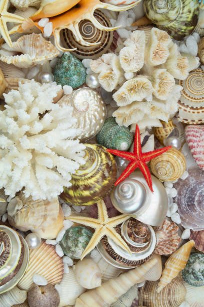 istock Many tropical seashells, corals and starfishes as background 1180732913