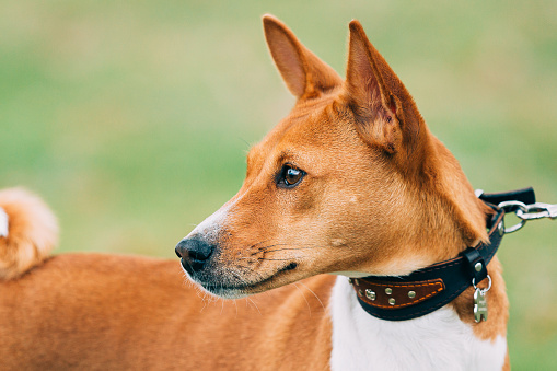 Basenji Dog Close Up Portrait. Basenji Kongo Terrier Dog. The Basenji Is A Breed Of Hunting Dog.