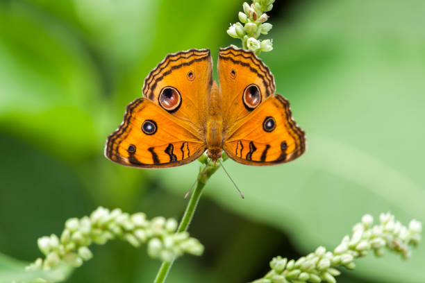 istock Yellow Butterfly on the Flower 1180732972