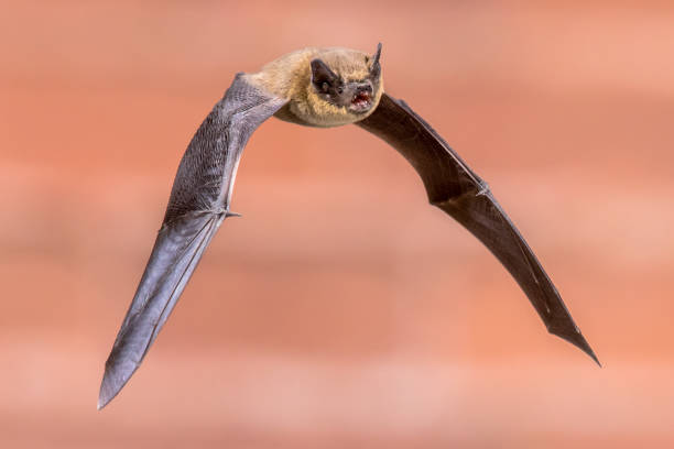 istock Flying Pipistrelle bat isolated on brick wall 1180732973