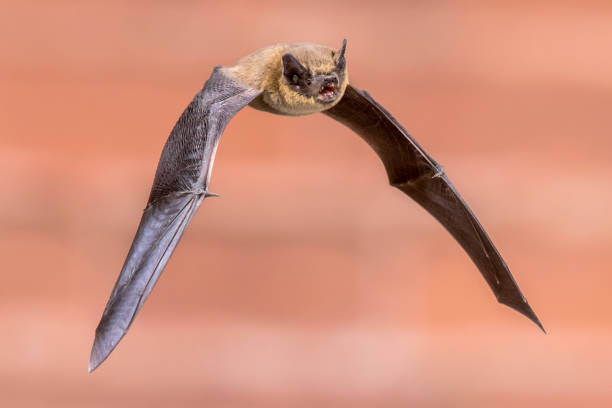 Flying Pipistrelle bat isolated on brick wall Pipistrelle bat (Pipistrellus pipistrellus) flying on attic of house on brick wall background in darkness. This species is know for roosting and living in urban areas in Europe and Asia. echolocation photos stock pictures, royalty-free photos & images