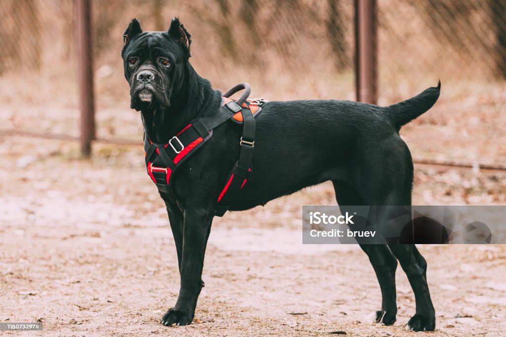 Black Young Cane Corso Puppy Dog Wears In Special Clothes Sitting Outdoors. Big Dog Breeds Black Young Cane Corso Puppy Dog Wears In Special Clothes Sitting Outdoors. Big Dog Breeds. Cane Corso Stock Photo