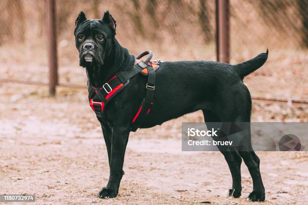 Black Young Cane Corso Puppy Dog Wears In Special Clothes Sitting Outdoors Big Dog Breeds Stock Photo - Download Image Now