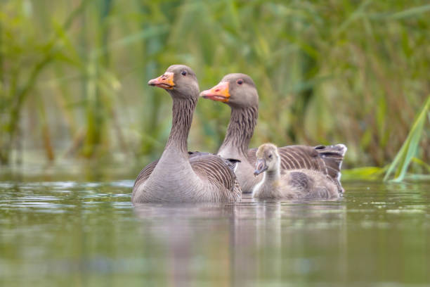 istock Greylag goose family 1180733045