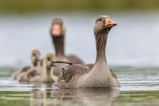 istock Greylag goose family 1180733560
