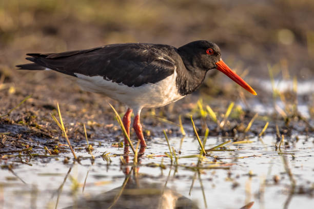 istock Pied Oystercatcher on river bank 1180733577