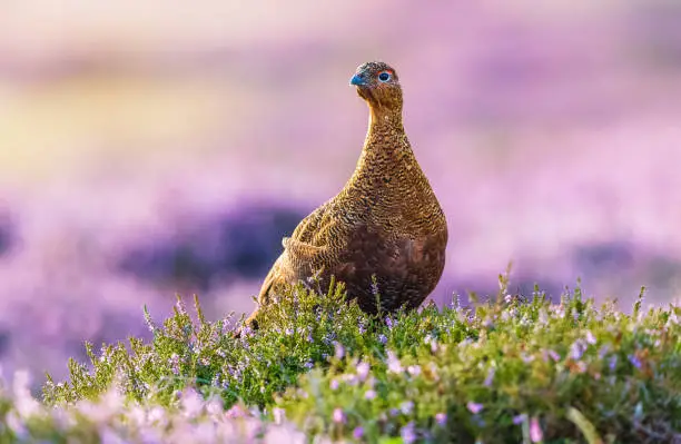 Red Grouse male (Scientific name: Lagopus lagopus) with vivid red eyebrow, calling in blooming purple heather in natural grouse moor habitat.  Facing left.  Horizontal.  Space for copy.