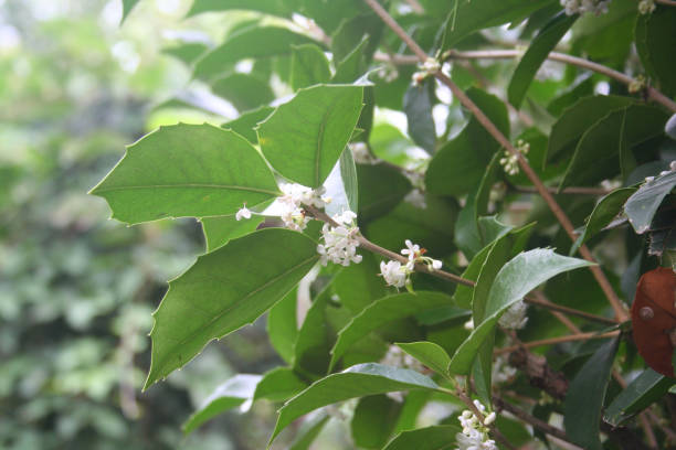 istock Ligustrum bush in bloom. Ligustrum branch with white flowers 1180740462