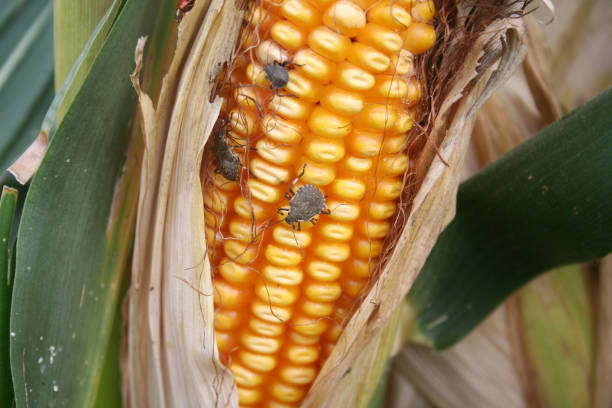 istock Brown Marmorated shield bug eating a corn cob in the field. Halyomorpha halys 1180740536