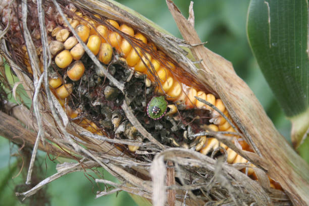 brown marmorated bouclier bug manger un épi de maïs dans le champ. halyomorpha halys - corn on the cob corn crop food and drink healthy eating photos et images de collection