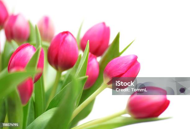 Bouquet Of Tulips Stock Photo - Download Image Now - Blossom, Border - Frame, Bouquet