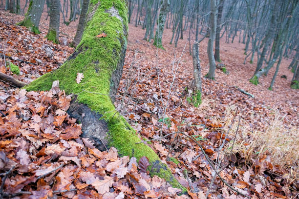 Hoia Baciu Forest. The World Most Haunted Forest with a reputation for many intense paranormal activity.