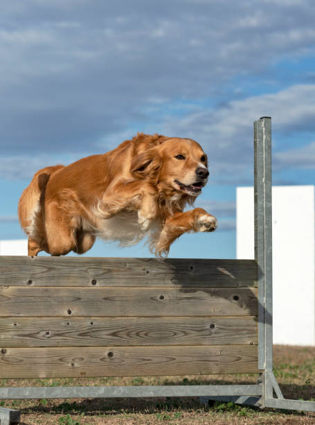 istock training of obedience for dog 1180746601