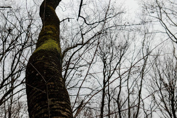 Tree branch.