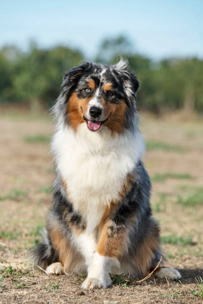 istock tricolor australian shepherd 1180748412
