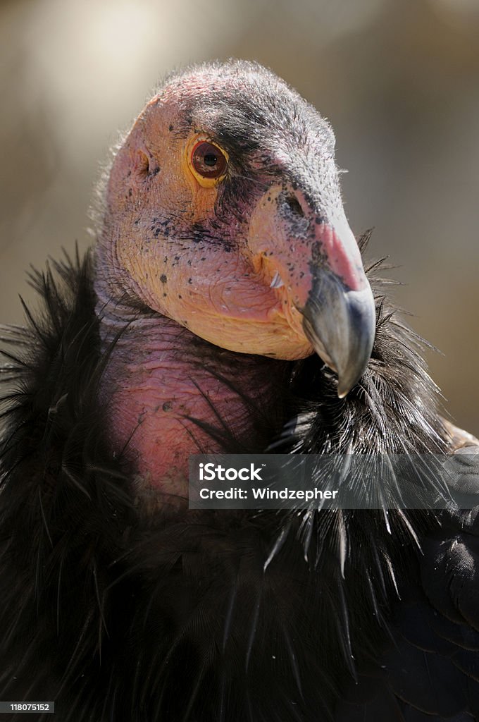 Condor della California - Foto stock royalty-free di Condor della California