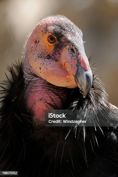 Condor Della California - Fotografie stock e altre immagini di Condor della California - Condor della California, Ambientazione esterna, Animale da safari