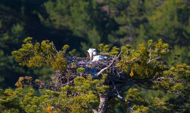 Baby eagles in the nest. Birds: Eastern Imperial Eagle. Green forest background. Birds: Eastern Imperial Eagle. aquila heliaca stock pictures, royalty-free photos & images
