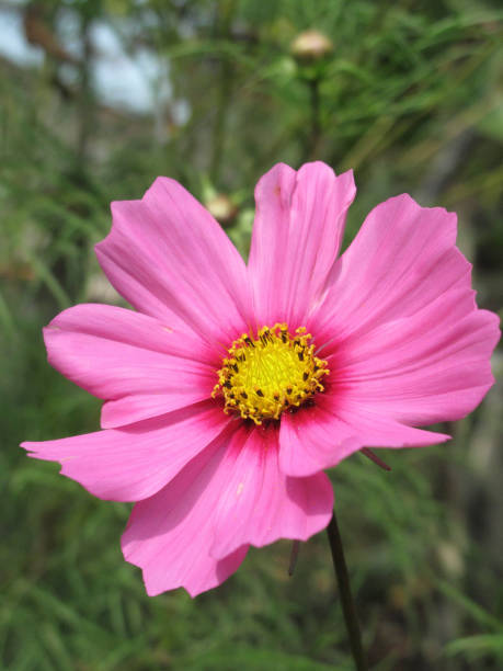 istock colorful flower of Cosmos 1180753061
