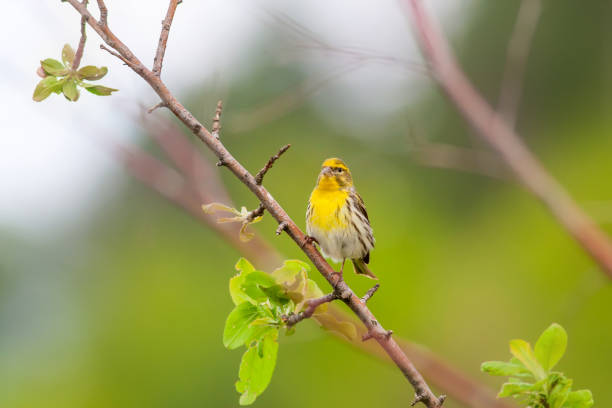 istock Cute yellow bird. European Serin. Nature background. 1180753478