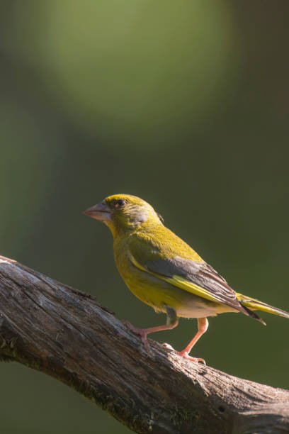 istock Male greenfinch on branch in sunlight. 1180754385